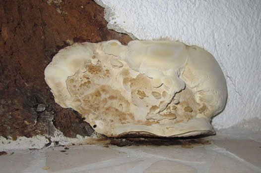 Pilzbefall auf Holzbalken Pilzbefall auf Holzbalken