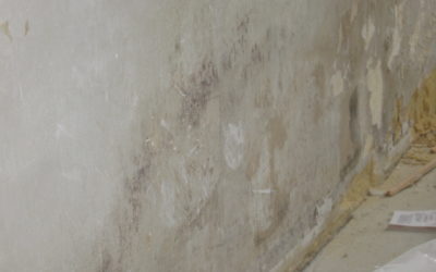 Schimmel ist häufigster Schadstoff in Wohnräumen